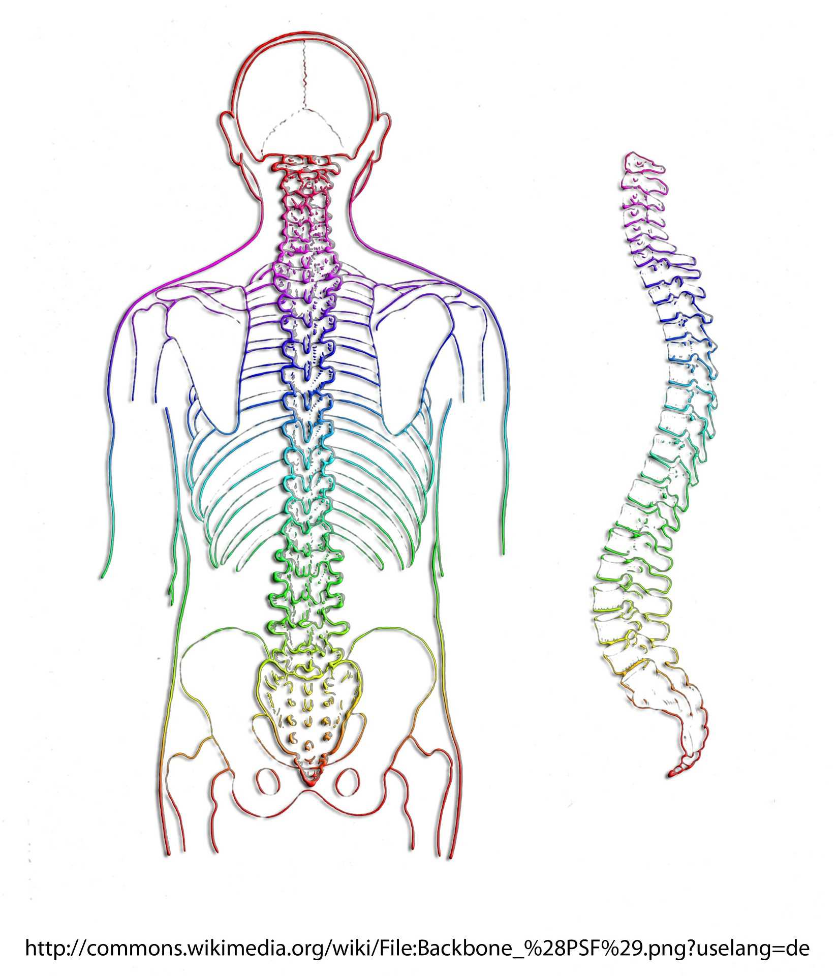 Nieuwsbericht: Craniosacraal therapie